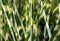 Ornamental Grass Miscanthus