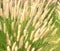 Ornamental grass miscantuthus with a fluffy delicate light look, often used for landscaping city parks and squares