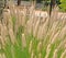 Ornamental grass miscantuthus with a fluffy delicate light look, often used for landscaping city parks and squares