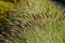 Ornamental grass - Pennisetum alopecuroides