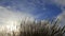 Ornamental Grass with Silky Plumes on a Breezy Day Time Lapse