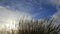 Ornamental Grass with Silky Tresses of Plumes on a Breezy Day Time Lapse