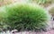 Ornamental grasses Bear plant Festuca gautieri