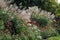 Ornamental grasses perennials in autumn