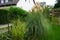 Ornamental grasses Zebra Grass, Miscanthus sinensis Zebrinus, and White Pampas Grass, Cortaderia selloana, in the garden in autumn