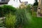 Ornamental grasses Zebra Grass, Miscanthus sinensis Zebrinus, and White Pampas Grass, Cortaderia selloana, in the garden in autumn