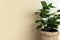 Ornamental green houseplant with wide leaves stands on floor in beige wicker pot, on background of beige wall with space for text
