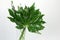 Ornamental green leaves on the white background