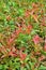 Ornamental green shrubs with young red leaves