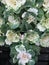 Ornamental green and white cabbage closeup