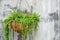 Ornamental hanging plant, million heart plant or dischidia ruscifolia decne in coconut fiber husk pot hanging on cement wall