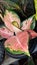 Ornamental heart plant Aglonema