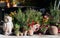 Ornamental and herbs plants on the terrace