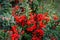 An ornamental holly shrub with bright red berries is used for Christmas decorations