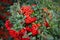 An ornamental holly shrub with bright red berries is used for Christmas decorations