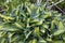 Ornamental hosta bush in the garden