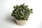 Ornamental House plant: Fittonia albivenis nerve plant from above grows in beige flower pot. White plain background. Hauseplant: