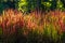 Ornamental Japanese blood grass or Imperata cylindrica `Rubra` backlit with evening sun outdoors. Beautiful perennial plant with