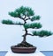 Ornamental Japanese bonsai tree