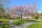 Ornamental japanese cherry tree blooming in a park