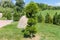 Ornamental Juniper tree on blurred background other trees in park