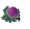 Ornamental kale (Brassica oleracea). Isolated.