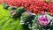 Ornamental kale and Chrysanthemums in flower border