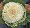 Ornamental kale white and green frilled