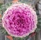 Ornamental kale white and pink coloured. Frilled beautiful