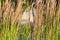 Ornamental Karl Foerster Feather Reed Grass Calamagrostis acutiflora