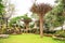 Ornamental landscaping green grass and flower, super tree groves decorating gardens, Doi Tung, Chiang Rai, Thailand