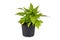 Ornamental light green Sweet Potato ``Ipomoea Batatas Sweet Caroline` vine plant on white background
