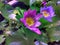 Ornamental lotus planted in a cement basin To decorate the front of the house or various places