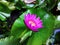 Ornamental lotus planted in a cement basin To decorate the front of the house or various places