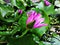 Ornamental lotus planted in a cement basin To decorate the front of the house or various places