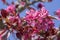 Ornamental malus apple tree plant flowering during springtime, toringo scarlet bright purple pink flowers in bloom