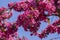 Ornamental malus apple tree plant flowering during springtime, toringo scarlet bright purple pink flowers in bloom