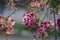 Ornamental malus royalty beautiful apple flowering tree, springtime, purple pink flowers in bloom on branches