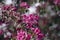 Ornamental malus royalty beautiful apple flowering tree, springtime, purple pink flowers in bloom on branches