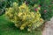 Ornamental oleander bush with variegated yellow-green leaves in Alanya park Turkey. Beautiful poisonous plant with bright pink