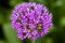 Ornamental Onion (Allium)