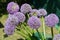 Ornamental Onion (Allium giganteum)