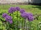 Ornamental onion (Allium) \\\'Globemaster\\\' boasting inflorescence packed with star-shaped violet flowers