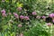 Ornamental onion Allium, purple flower balls