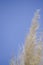 Ornamental pampas grass against blue sky