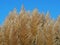 Ornamental pampas grass seed heads