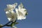 Ornamental pear blooms