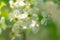 ornamental pear tree blossoms early spring in march