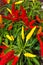 Ornamental Pepper Plant