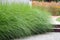 Ornamental perennial grass